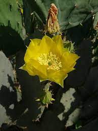 Huge collection, amazing choice, 100+ million high quality, affordable rf and rm images. Cactus Wikiwand