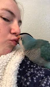 Baby quaker parrot's personality traits