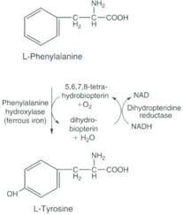 This means you should take at least a few weeks' breaks before getting back into supplementing with tyrosine. Tyrosine An Overview Sciencedirect Topics