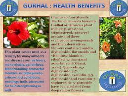 Benefits Of Gudhal Flower Gudhal Flower Hibiscus Hibiscus Plant