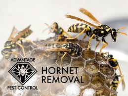 When pests find your home, you need to call dennis the mennis pest control. Advantage Pest Control In Topsfield Ma Manchester By The Sea