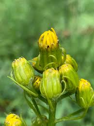 Image result for Senecio ruwenzoriensis