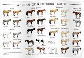 Horse Colors Poster Poster Horse Color Chart Horses