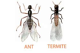 What are some examples of pests? The Difference Between Ants And Termites Termite Doctors