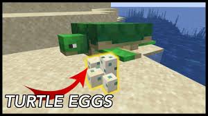 Up to 4 turtle eggs can be placed in one block and slowly hatch into turtles. How To Get Turtle Eggs In Minecraft Youtube