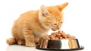 kedilere yas kedi mamasi verilmeli mi en iyi yas kedi mamalari kedi blog