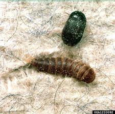 The kitchen is one of the most important elements of a house. Kitchen Pests Unh Extension