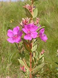 Image result for Dissotis