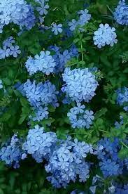 Plumbago Flower Garden Plans Blue Flowers Garden Flowers Perennials