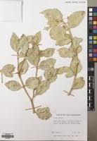 Image result for Dobera