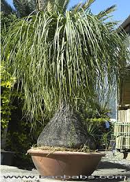 Image result for Beaucarnea recurvata