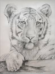 Also, find more png clipart about isolation clipart,illustrator clip art. White Tiger Drawing By Alan Pickersgill