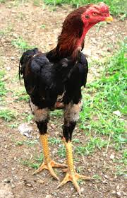 We take the time to find rare breeds of chickens for sale that can be shipped safely. Shamo Chicken Characteristics Temperament Full Breed Info