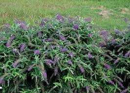 Pin By Snavely S Garden Corner On Flowering Shrubs Butterfly Bush Buddleia Plant Edging Plants