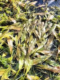 Image result for Potamogeton richardii