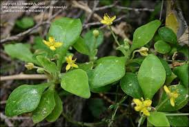 Image result for Tetragonia spicata