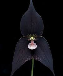 See more ideas about flowers, unique flowers, planting flowers. The Most Exotic Flowers In The World