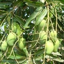 Get free home delivery and pay by cash on delivery. Kesar Mango Plant Buy Kesar Mango Plant In Surat Gujarat India From Sadguru Farm Nursery