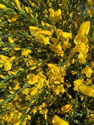 Qui n'a pas rêvé d'un jardin coloré en plein hiver ? Genet Plantation Taille Et Conseils D Entretien