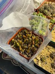 Image result for Streptocarpus arcuatus