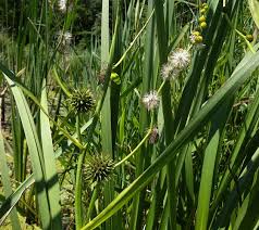 Image result for Bombus pascuorum sparreanus