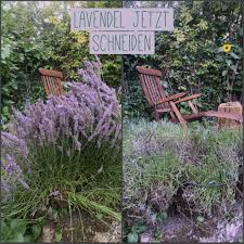 Lavendel Jetzt Schneiden Auch Wenn Es Weh Tut Garten Fraulein Der Garten Blog In 2020 Outdoor Dekorationen Garten Und Outdoor Gartenmobel Sets