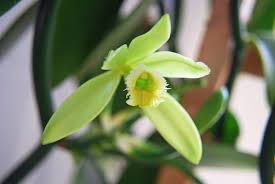 The vanilla orchid vine is one of these that requires special care but can produce lovely flowers and a tasty product. Vanilla Orchid Vanilla Bean Garden Delights Arts Crafts Blog