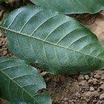 Image result for Lecaniodiscus