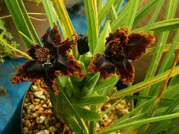 Image result for Ferraria