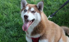 I brought it to my house, fed it and later the owner was found, they were. Siberian Husky Puppy For Sale Adoption Rescue For Sale In Carson City Michigan Classified Americanlisted Com