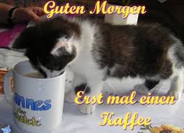 pin von hambloch moni auf kaffee guten morgen guten morgen katze guten morgen gruss