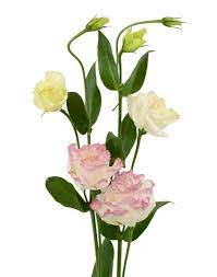 Lisianthus Flowers We Love Flower Style Magazine