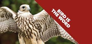 This method is highly effective, environmentally friendly. Birds Of Prey The Biological And Environmentally Friendly Bird Control