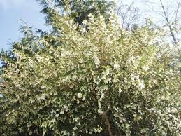 Sweet Olive Time Again Sweet Olive Tree Osmanthus Fragrans Pool Landscaping