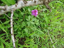 Image result for Talinum portulacifolium