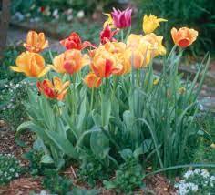 Check spelling or type a new query. It S Time To Plant Tulips Hyacinths