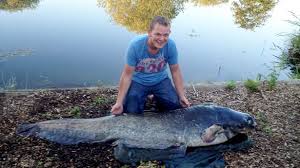 However, not all of them were this massive, and individuals above fourteen meters in length were probably not common. Britain S Biggest Ever Fish Friends Spend Two Hours Reeling In 7ft Wels Catfish At Lake In Southminster Essex Mirror Online