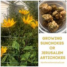 The tubers will rot in wet soil. Growing Sunchokes Or Jerusalem Artichokes Northern Homestead