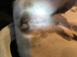 There's been a revolution in biology. My 11 Month Old Rescue Puppy Great Dane X Wolf Hound Has Red Spots And A Couple Of Pus Pimple Like Spots Around Her Vagina Is There Petcoach