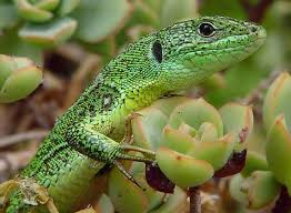 Resultado de imagen de fauna de la rioja