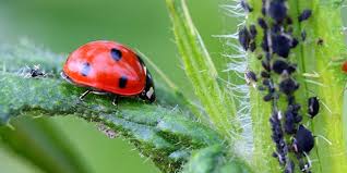 Les Jardiniers Souhaitant Eviter L Utilisation De Pesticides Pour Lutter Contre Les Pucerons Et Autres Nuisibles Ont A Disposition Des En 2020 Lutter Contre Les Pucerons