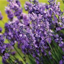 Harvest it and put it in a safe place for another 20 days. Easy To Use Roll Out English Lavender 7 Ft Preseeded Flower Mat Contains Over 5000 Seeds Walmart Com Walmart Com