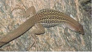 We have received several awards for our business practices, including: Lizards Saguaro National Park U S National Park Service