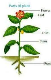 Lesson Plan Detailed Lesson Plan Parts Of A Plant Plants Worksheets Plant Activities