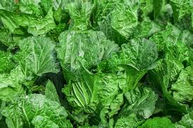 We did not find results for: Napa Chinese Cabbage Plant Care Growing Guide