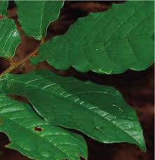 Image result for Uvaria tanzaniae