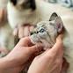 CFA International Cat Show and Expo