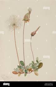 Image result for Triceratella drummondii