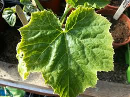 Squash plant identification the fruit of the genus cucurbita spp. How To Identify Squash Seedlings