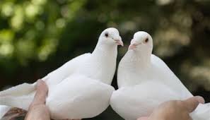 White Dove Releases Ceremonial Doves Of Tidewater Dove Release White Doves Wedding Doves